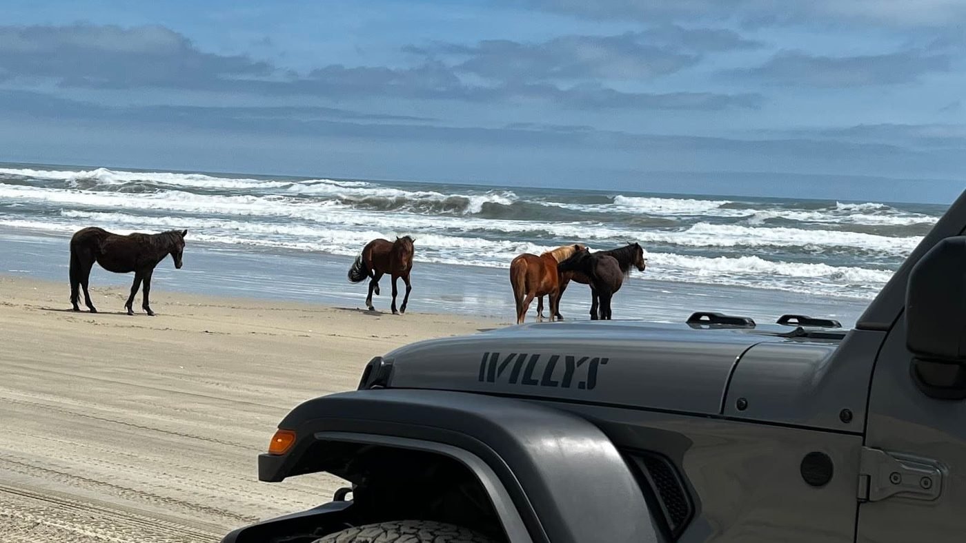 Real photo: the hood of a gray Beach 4x4 Jeep Wrangler Willys on the Carova beach with wild horses near the surf.